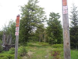Ein Weg im Bayerischen Wald